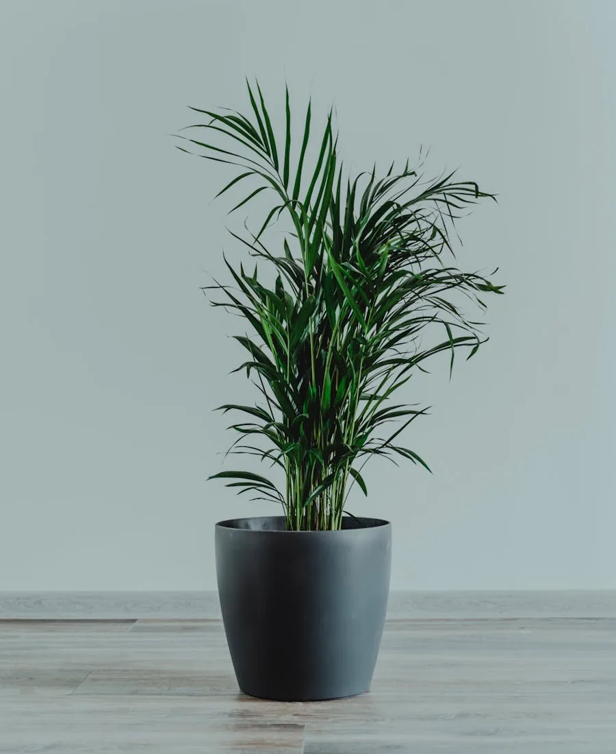 Chrysalidocarpus Lutescens