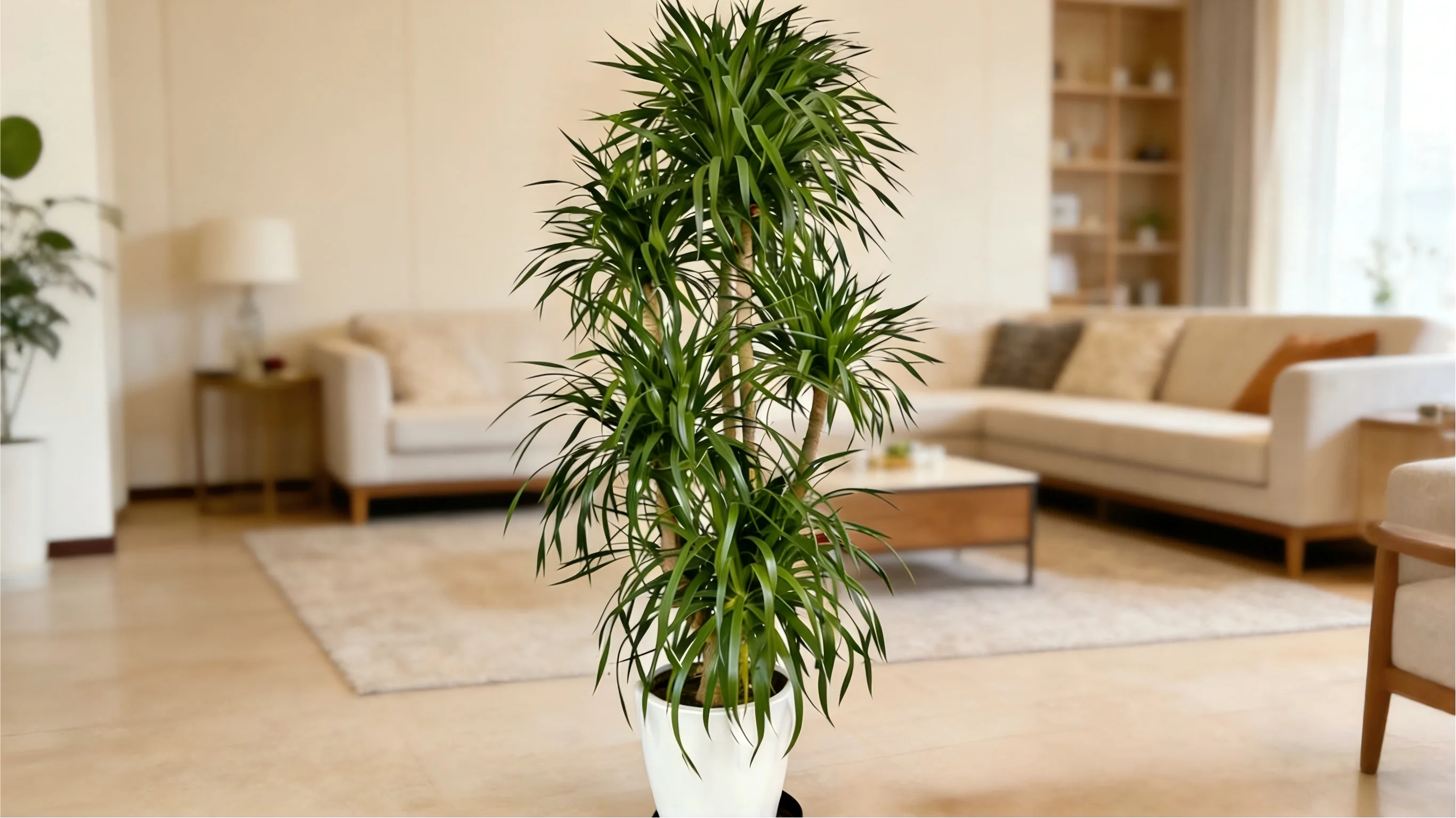 Dracaena Draco