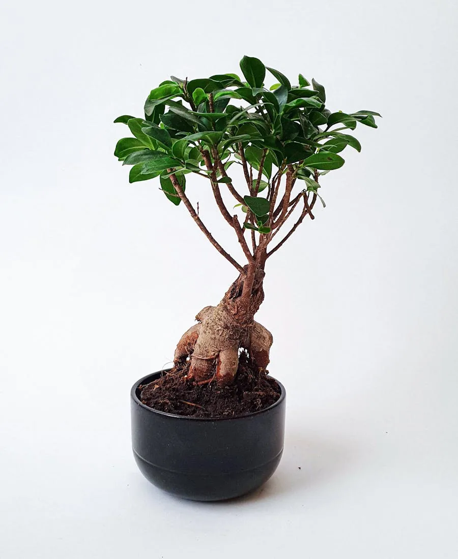Ficus Microcarpa