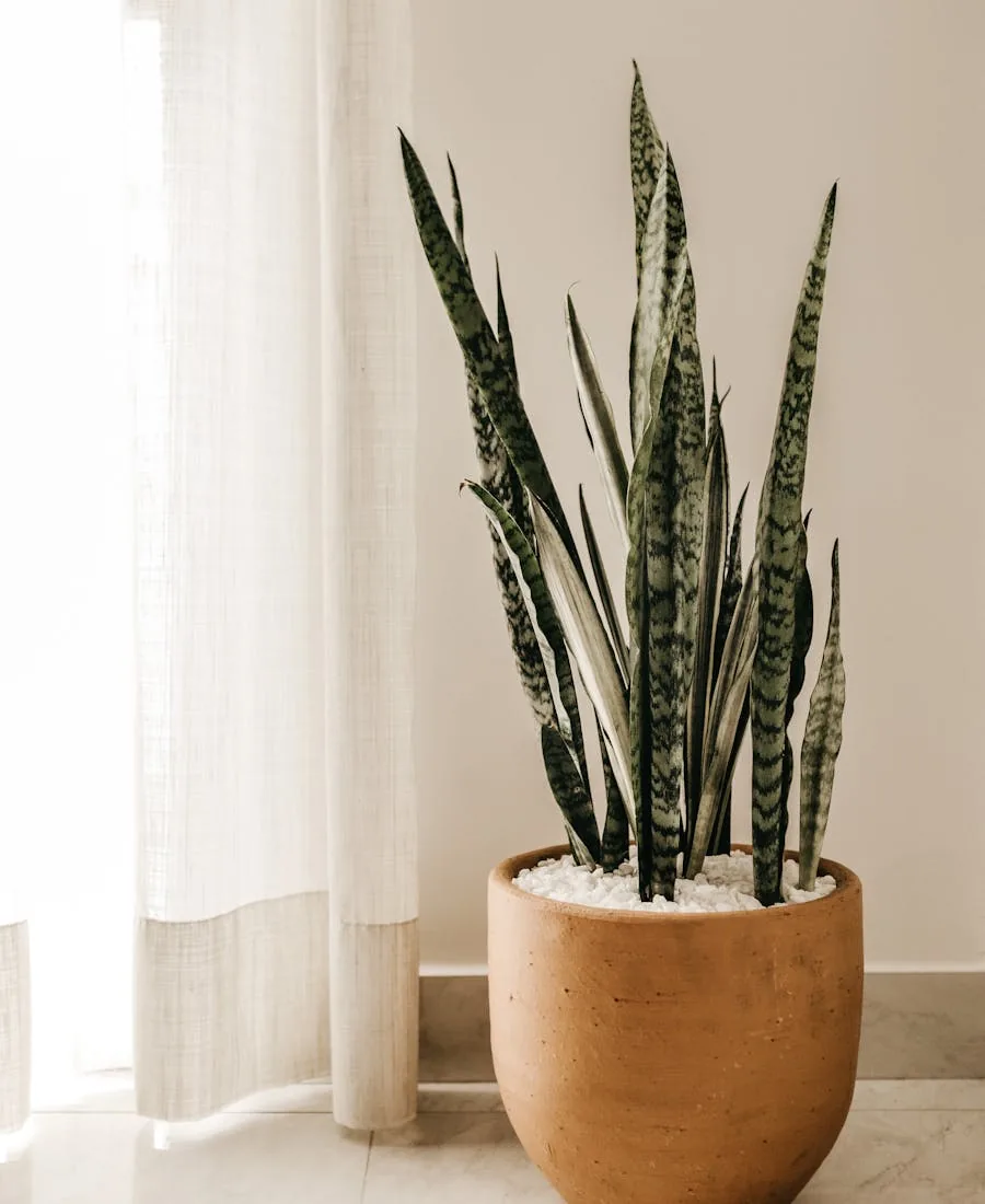 Sansevieria