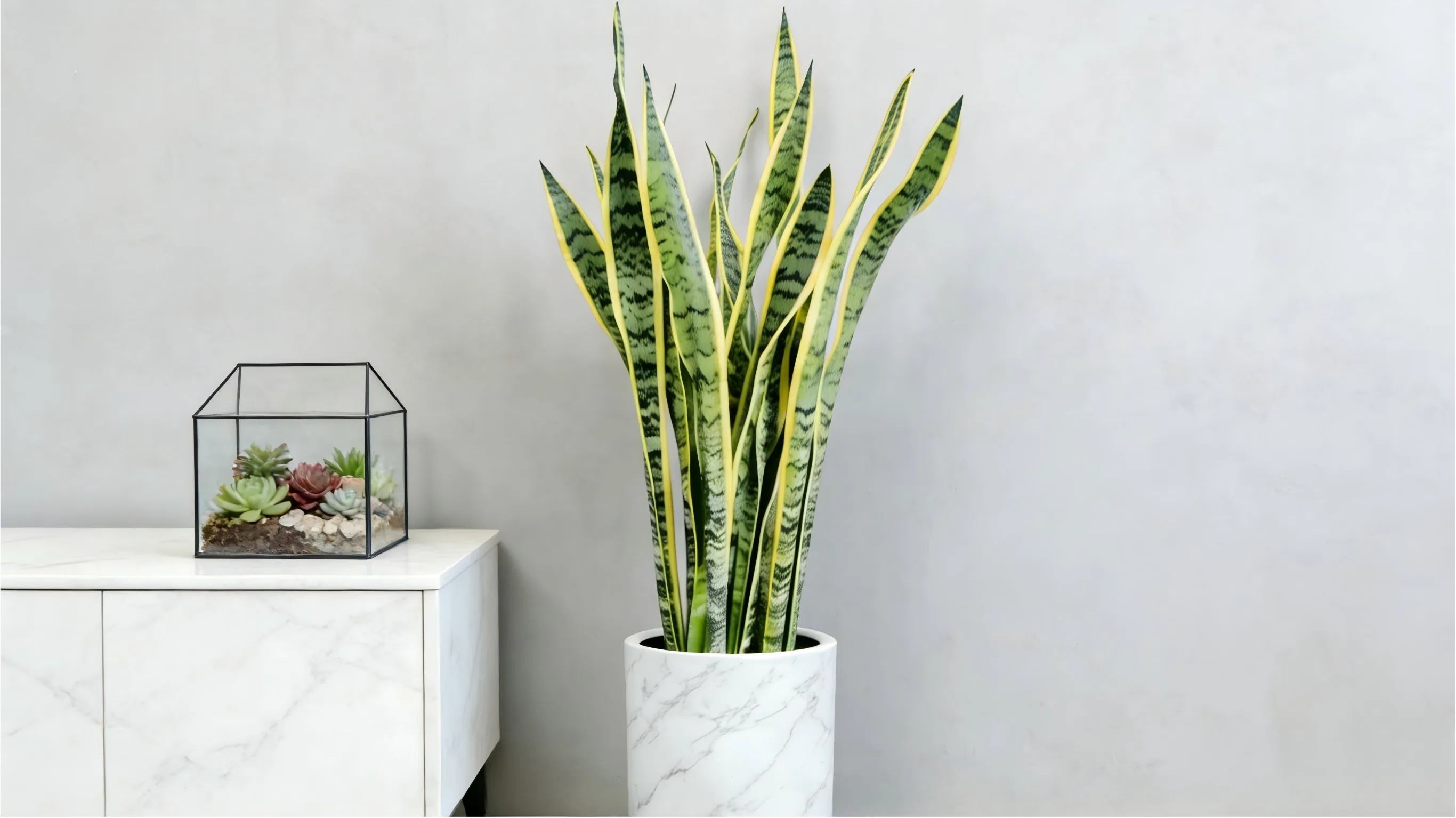 Sansevieria