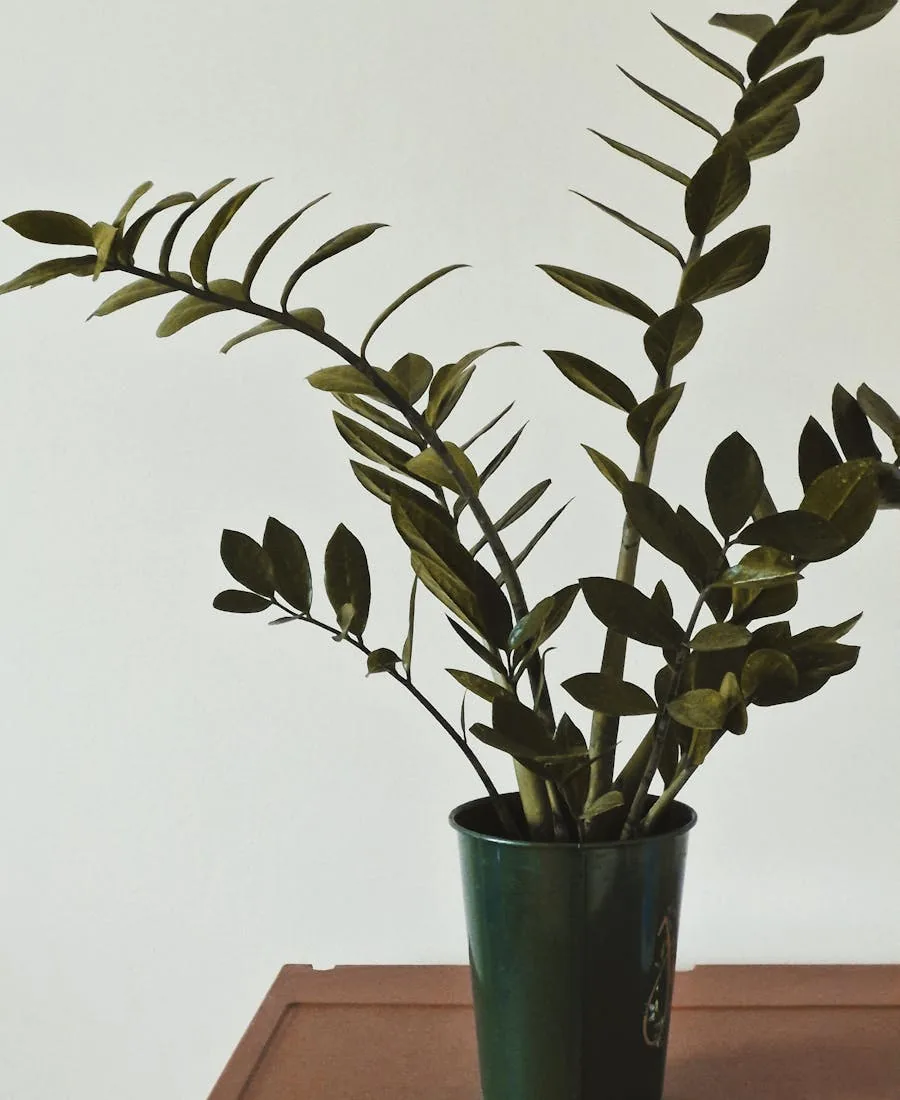 Zamioculcas Zamiifolia